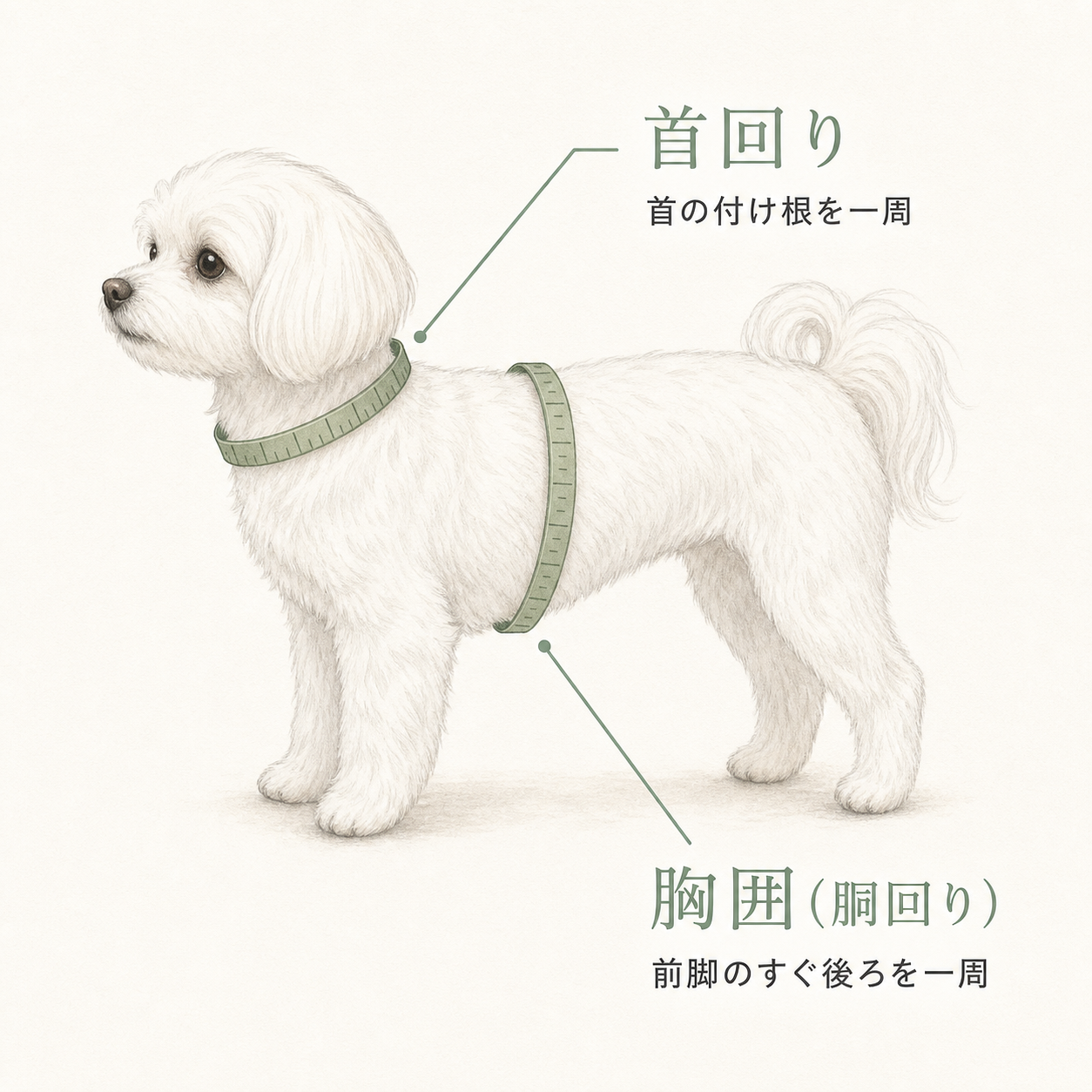 首回りと前脚のすぐ後ろの胸囲を、メジャーで測る白い小型犬のイラスト